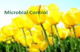 Microbial Control: Principles, Disinfectants, antiseptics ...fac.ksu.edu.sa/sites/default/files/lec_9_microbial_control.pdf · Terminology • -cidal means to kill –Bacteriocidal