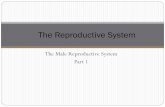 The Reproductive System - Linn–Benton Community …cf.linnbenton.edu/mathsci/bio/jacobsr/upload/25 - Reproductive... · Diseases Prostatitis ... Urinary bladder Dorsal vessels and