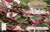 The Legend of the - Walnut Hill Farms · The Legend of the DOGWOOD ... Walnut Hill Farms is a family owned and operated nursery growing ... Upright and narrow in form with clean shiny