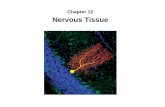 Chapter 12 Nervous Tissue - Student Resources Home Page · Chapter 12 Nervous Tissue. ... 1 2 3 Peripheral nervous system Central nervous system ... – sensory from skin and organs