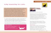 Lily toxicity in cats - International Cat Care · Lily toxicity in cats Lilies, that is, ... All parts of the plant are toxic and a ... diuresis to maintain renal function.