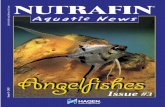 Angelfishes - Rolf C. Hagen Inc. · because the discus has pushed ... who collected the fish during his trip ... the 4th International Discus Championship Contents NUTRAFIN Nr.3/USA