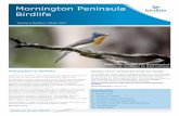 Mornington Peninsula Birdlifebirdlife.org.au/images/uploads/branches/documents/MP-Birdlife-1703.pdf · Mornington Peninsula Birdlife ... Port Phillip Bay by The Victorian Wader ...