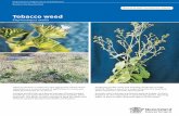 Tobacco weed - Department of Agriculture and Fisheries · 2 Tobacco weed Elephantopus mollis Legal requirements Tobacco weed is a restricted invasive plant under the Biosecurity Act