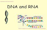 DNA and RNA Chapter 12 - O'Mara's Science Siteomarascience.weebly.com/uploads/2/7/7/4/2774881/dna.rna.pdf · RNA DNA RNA polymerase Figure 12–14 Transcription Section 12-3 Adenine