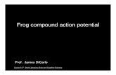 Frog compound action potential - MIT OpenCourseWare · Course 9.02: Brain Laboratory, Brain and Cognitive Sciences. Frog lab: Lecture overview. What I expect you to know before lab