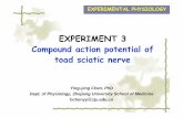 compound action potential - Zhejiang Universitym-learning.zju.edu.cn/G2S/eWebEditor/uploadfile/20110308153239... · Compound action potential of toad sciatic nerve Ying-ying Chen,