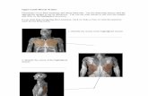 Upper Limb Muscle Actions Worksheet - John Wiley & … Limb Muscle Actions Directions: Go to Real Anatomy and select Muscular. Use the dissection man to find the appropriate images