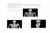 Upper Limb Skeletal Anatomy Worksheet - Wiley Limb Skeletal Anatomy Directions: Go to Real Anatomy and select Skeletal. Click on the skeleton to find the appropriate images to use