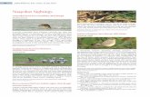 Snapshot Sightings - Indian Birdsindianbirds.in/pdfs/IB8.3_Snapshot.pdf · Snapshot Sightings Long-tailed Duck ... Kolkata, India 700031. Email: shantanubiotech@gmail.com ... yeselamon@gmail.com
