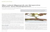 The Latest Research on Grapevine Viruses and Phytoplasmas · 64 March 2016 WBM grape groing The Latest Research on Grapevine Viruses and Phytoplasmas Highlights of the 18th Meeting