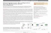 Global epigenomic reconfiguration during mammalian …papers.cnl.salk.edu/PDFs/Global epigenomic reconfiguration during...Global Epigenomic Reconﬁ guration During Mammalian Brain
