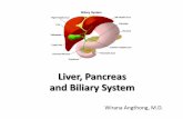 Liver, Pancreas and Biliary System - med.swu.ac.thmed.swu.ac.th/radiology/images/sheet_radio/2003 lecture_liver... · Abdominal trauma. Ultrasonography ... PV Liver. Liver protocol