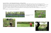 South Wilts – The Bluebell Shoot – 5 May 2015 · South Wilts – The Bluebell Shoot – 5 May 2015 ... Steve Hinton AFB G Alresford Bowmen 506 1 8 ... Steve Howe UL G Orion 866