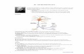 III. NEURO-HISTOLOGY - Brain 101brain101.info/Neuro_Histology.pdf · III. NEURO-HISTOLOGY SANTIAGO RAMON Y CAJAL ... (nearest the cell body) ... HISTOLOGY OF SELECTIVE CNS PARTS