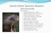 Giant Otter Species Reportotterspecialistgroup.org/...10/...Giant_otter_species_report_IOC.pdf · Giant Otter Species Report ... yWater pollution ... Pantanal, monitoring of populations