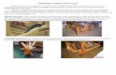 Identifying A Gilmore Floor Loom · Identifying A Gilmore Floor Loom There have been many different series of floor looms made through the years at Gilmore Looms. The