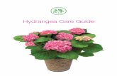 Hydrangea Care Guide - Beautiful Hydrangeas blooms are usually white with occasionally a slight shading of pink. They are easy to grow and very winter hardy. Then there ... Hydrangea
