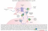 Epstein-Barr virus infection cycle. - Immunopaedia · Human herpesvirus-4 or Epstein-Barr virus (EBV) is transmitted between humans by contact with saliva. The main target cells are