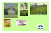 ISO Standards & Food Regulations in India Tea – A case …newsletters.cii.in/newsletters/foodsafety_qualityyear08/images/... · ISO Standards & Food Regulations in India Tea –