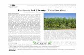 Industrial Hemp Production - University of Kentucky · Introduction. Industrial hemp (Cannabis sativa. L.) is a versatile plant that can be grown for its fiber, seed, or oil. Hemp