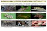 Reptiles and Amphibians of the Lamanai Outpost Lodge ...crocdoc.ifas.ufl.edu/publications/pamphlets/Lamanai Herp Guide.pdf · Reptiles and Amphibians of the Lamanai Outpost Lodge,