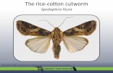 Spodoptera litura - UF Entomology & Nematology …entnemdept.ufl.edu/Hodges/Documents/Rice_cotton_cutworm.pdf · The rice-cotton cutworm •Generalist plant-feeding ... Life cycle