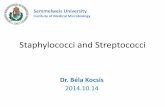 Staphylococci and Streptococci - Semmelweis Egyetemsemmelweis.hu/mikrobiologia/files/2014/10/FGM_06.pdf · Staphylococci and Streptococci Katalase-reaction negative positive ... hyaluronic