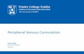 Peripheral Venous Cannulation - Trinity College, Dublin · and performance of Peripheral Venous Cannulation (PVC). ... ‒Infiltration ‒Extravasation ... adults every 72-96 hours