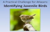 A Practical Challenge for Atlasers: Identifying … sequence for birds: After hatching, a young bird’s first plumage is called “natal down”. Juvenile (or juvenal) plumage –