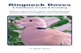 Ringneck Doves - DOVEPAGE¬cation of individual birds, ... The head and breast are a violet or rose color and the neck ring ... Showing Ringneck Doves is growing