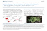 Identification, Impacts, and Control of Ragweed … Impacts, and Control of Ragweed Parthenium (Parthenium hysterophorus L.) 2 Movement Ragweed parthenium spreads by movement of seed,