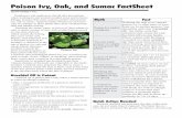 Poison Ivy, Oak, and Sumac FactSheet3-07) Poison Ivy, Oak, and Sumac FactSheet Employers and employees should take precautions when working in and around wooded areas and in heavy