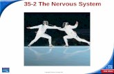 35-2 The Nervous System - Regional School District 17lcaskey.rsd17.org/uploads/5/7/5/2/57520997/nervous_system_bio_cp... · End Show 35-2 The Nervous System Slide 14 of 38 Cerebellum