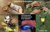 adaptive coloration - Auburn University · What follows is a list of vocabulary used to describe various categories of adaptive coloration, especially in animals. ... Wasmannian Mimicry