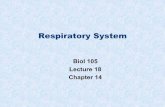 Respiratory system - Napa Valley College Pagesnapavalley.edu/people/aross/Documents/AR_NVC_Bio105_lect18... · Respiratory system Function ... for gas exchange Trachea • Connects