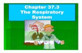 37.3 ppt respiratory system - mrsbarakat.weebly.commrsbarakat.weebly.com/uploads/2/5/0/5/25051179/37.3.pdf · Gas Exchange Capillaries . Gas Exchange cont’d. ... During inhalation,