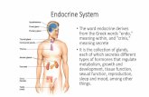 Endocrine System - Anatomy and Physiology Honorsmrspattersonanatomy.weebly.com/.../5/5/4/25540470/the_endocrine_s… · Endocrine System •The word ... rectangles on your concept