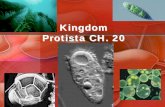 Kingdom Protista Protista CH. 20 - mattwells.wikispaces.com · • Amoebic dysentery – Entamoeba histolytica – Amoebas feed on intestinal lining, causing bloody diarrhea. –