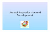 Animal Reproduction and Development - Holland · Internal development • Internal fertilization and ... Early development Zygote ! tissues ! organs ! organ ... Add&mitosis,&meiosis,&fer0lizaon,&