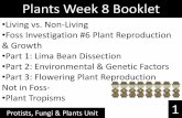Plants Week 8 Booklet - SOUTH CAROLINA 6TH GRADE …sc6thgradescience.weebly.com/uploads/3/0/...8_plant... · Plants Week 8 Booklet Protists, Fungi & Plants Unit 1 •Living vs. Non-Living