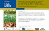 C3P NEW SPREAD OF CASSAVA BROWN STREAK … · Pheneas Ntawuruhunga and James Legg ... Cassava brown streak disease symptoms in roots of the susceptible variety, TME 204 (Namulonge,