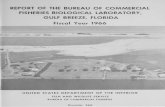 REPORT OF THE BUREAU OF COMMERCIAL … · REPORT OF THE BUREAU OF COMMERCIAL FISHERIES BIOLOGICAL LABORATORY, GULF BREEZE, FLORIDA -Fiscal Year 1966 UNITED ST ATES DEPART MENT OF