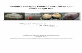 Shellfish Foraging Guide to Port Susan and South Skagit … · Shellfish Foraging Guide to Port Susan and ... visit the CWD website: ... Water polluted by human sewage is particularly