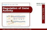 BIOLOGY Chapter 13: 10th Edition Regulation of Gene … · 2 Outline Prokaryotic Regulation trp Operon lac Operon Eukaryotic Regulation Chromatin Structure Transcriptional Control