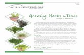 Growing Herbs in Texas – E-561 - Aggie Horticulture · 4 Table 2. Annual and biennial herbs. Annuals grow from seeds and complete their life cycle in 1 year. They will be killed