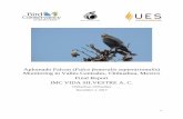 Aplomado Falcon (Falco femoralis septentrionalis ... · Conservancy of the Rockies and IMC Vida Silvestre with the support of the State University of ... nest in El Venado. 8: Breeding