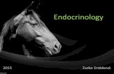 Endocrinology - VFU · Clinical impact •Endocrinopathy is underlying cause of 80% laminitis cases •PPID 5x increased risk of laminitis •EMS 30x increased risk of laminitis