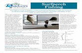 Surfperch Fishing - dfw.state.or.us · Bait Popular baits for surfperch include mole crabs, marine worms, sand shrimp, mussels and clam necks – the choice depends on availability,