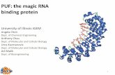 PUF: the magic RNA binding protein - 2012.igem.org2012.igem.org/files/presentation/UIUC-Illinois.pdf · PUF: the magic RNA binding protein University of Illinois iGEM Angela Chen